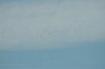 Dcim7250/DSC_2520