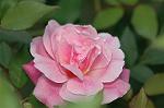 Dcim7271/DSC_3121