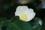 Dcim7271/DSC_3131
