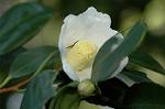 Dcim7271/DSC_3133
