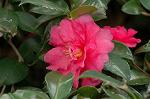 Dcim7314/DSC_3952