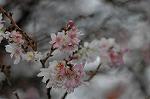 Dcim7314/DSC_3984
