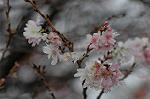 Dcim7314/DSC_3985