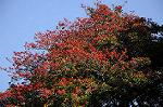 Dcim7386/DSC_1547
