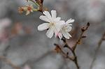 Dcim7420/DSC_6915