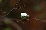 Dcim7420/DSC_6939