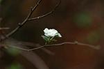 Dcim7420/DSC_6940