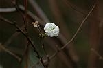 Dcim7420/DSC_6942