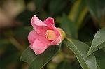 Dcim7531/DSC_9739