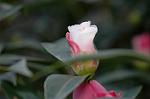 Dcim7531/DSC_9740