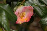 Dcim7531/DSC_9744