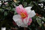 Dcim7594/DSC_2483