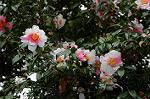 Dcim7594/DSC_2485