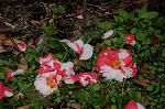 Dcim7594/DSC_2521