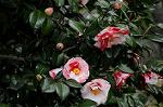 Dcim7594/DSC_2523