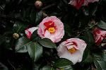 Dcim7594/DSC_2524