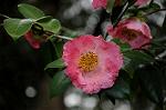 Dcim7594/DSC_2527