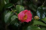 Dcim7594/DSC_2528