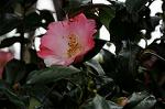 Dcim7594/DSC_2532