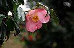 Dcim7594/DSC_2533