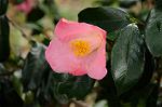 Dcim7594/DSC_2534
