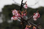 Dcim7594/DSC_2537