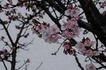 Dcim7594/DSC_2543