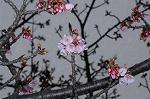 Dcim7594/DSC_2544