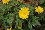 Dcim7594/DSC_2547