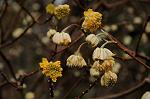 Dcim7594/DSC_2558