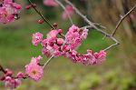 Dcim7594/DSC_2575
