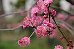 Dcim7594/DSC_2578