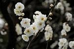 Dcim7594/DSC_2598