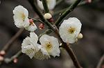 Dcim7594/DSC_2599