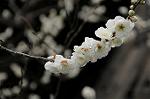 Dcim7594/DSC_2602