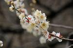 Dcim7594/DSC_2607