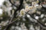 Dcim7594/DSC_2609