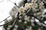 Dcim7594/DSC_2610