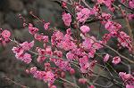 Dcim7594/DSC_2635