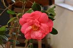 Dcim7606/DSC_3495