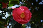 Dcim7606/DSC_3504