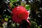 Dcim7606/DSC_3505