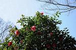 Dcim7606/DSC_3508
