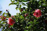Dcim7606/DSC_3509