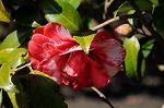 Dcim7606/DSC_3510