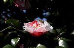 Dcim7606/DSC_3511