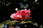 Dcim7606/DSC_3514