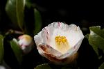 Dcim7606/DSC_3516