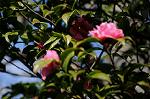 Dcim7606/DSC_3521