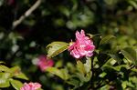 Dcim7606/DSC_3522